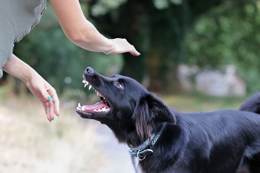 What Most Dog Bite Victims Get Wrong About Filing a Claim